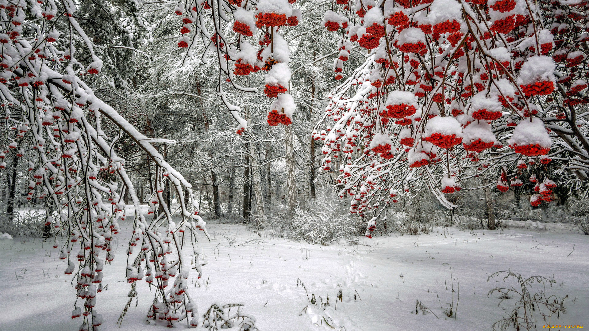 Деревья и кусты в снегу